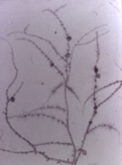 bare-trees3.jpg